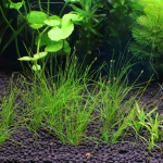 植栽から9日目　ヘアーグラスショート